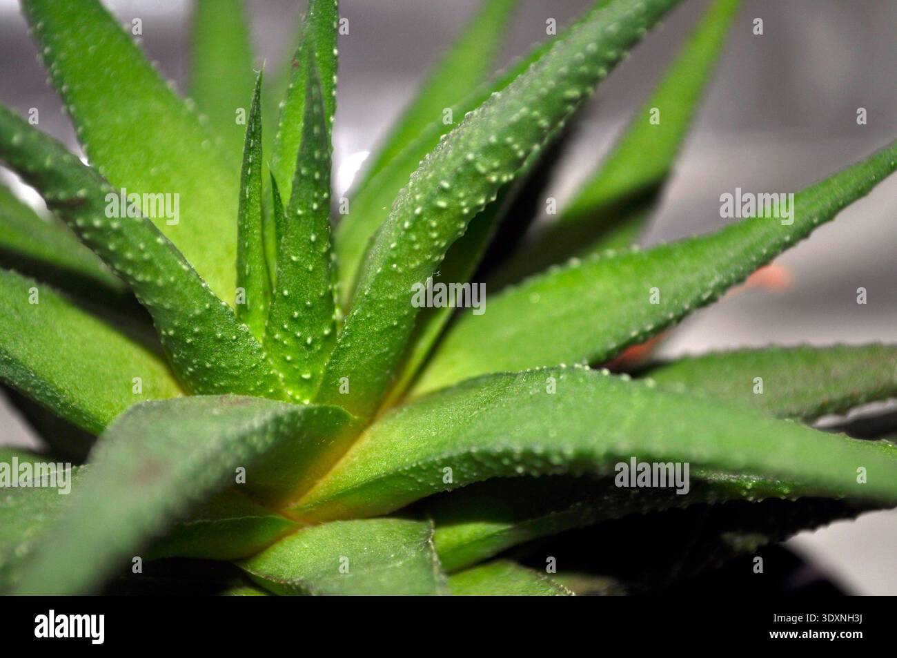 Vollbildblätter der grünen Sukkulenten Dieffenbachia Haworthia Stockfoto