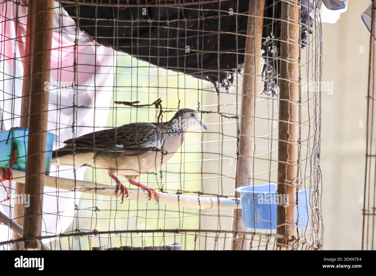 Einsamer gefleckter Taubenvogel, Haustier in Drahtgitter-Käfig. Dieses Tier sieht gefangen aus, sitzt in seinem Gefängnis und wartet auf eine Chance auf Freiheit A Stockfoto