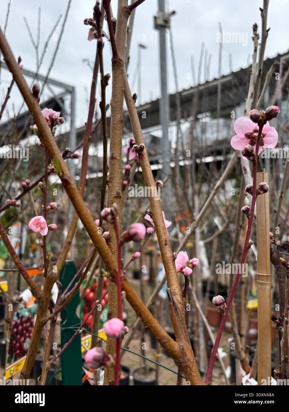 Herrliche Pfirsichblüten im Frühling in einer Pflanzenzüchtung. Rosa Pfirsichblüten. Frühjahrs- und Gartenkonzept. Stockfoto