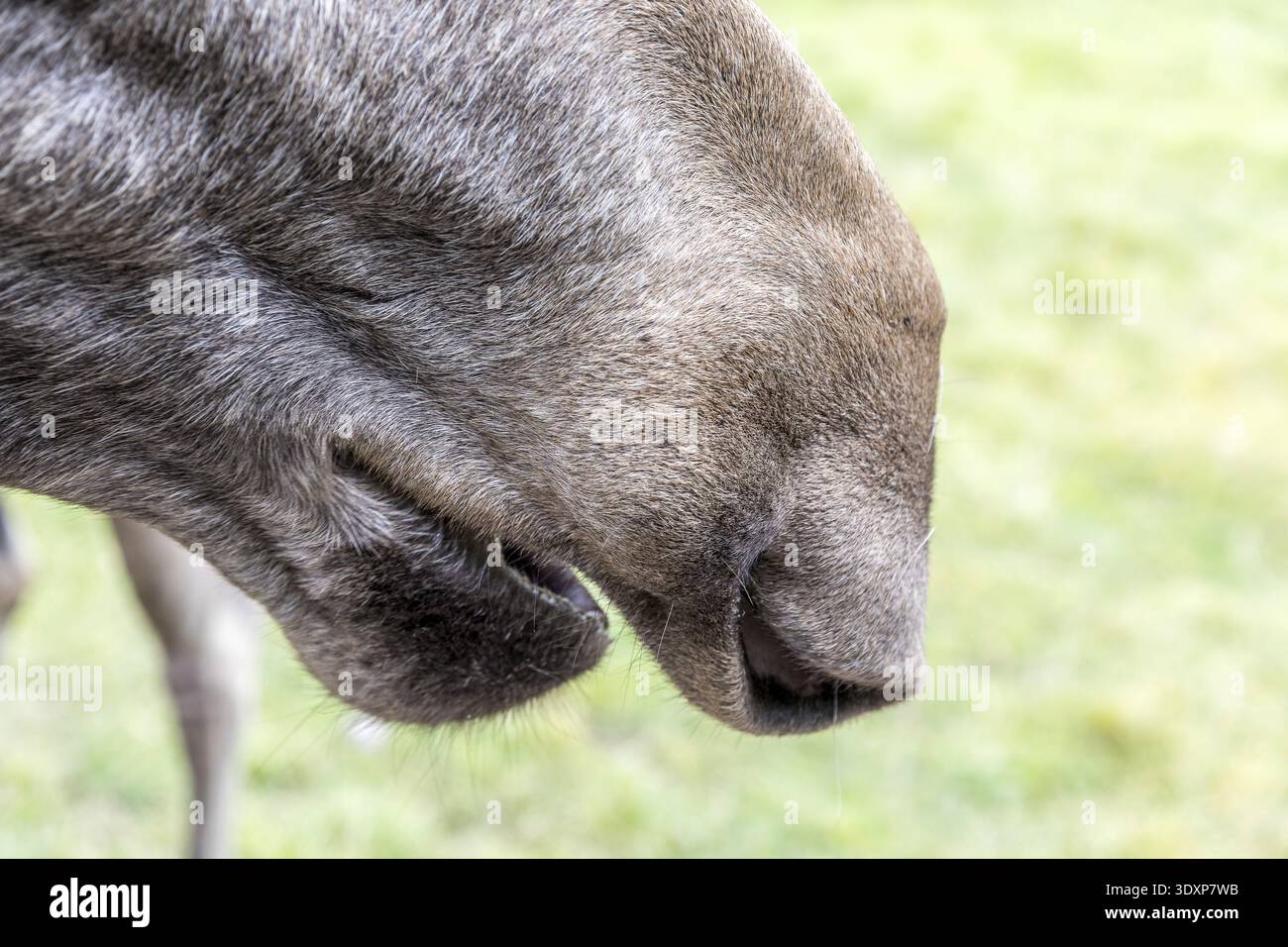 Der Mund mit überhängender Oberlippe ist typisch für Elche (Alces alces), eine in Gefangenschaft gehaltene Elchsafari im Virum Aelkpark in der Nähe von Vimmerby, Kalmar laen, Schweden Stockfoto