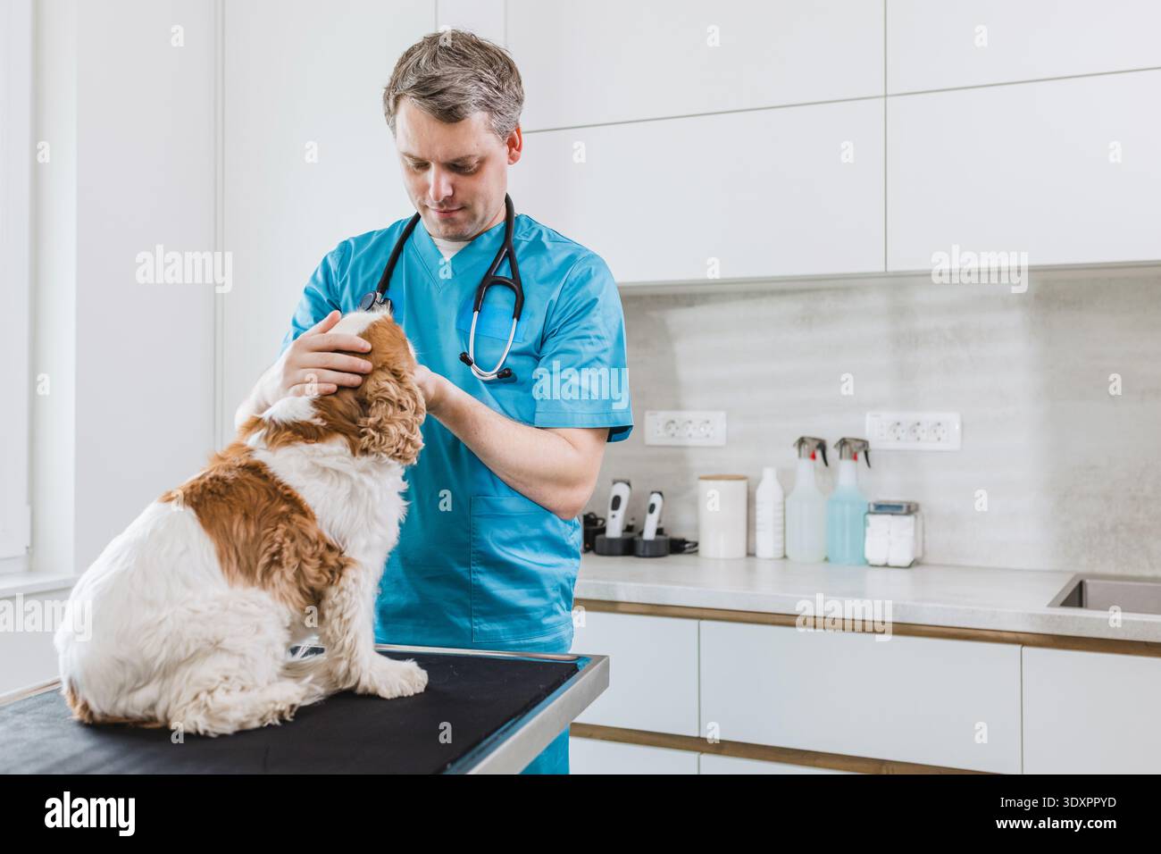 Der professionelle Tierarzt überprüft die Gesundheit eines Hundes auf einem Untersuchungstisch in einer tierärztlichen Klinik. Stockfoto