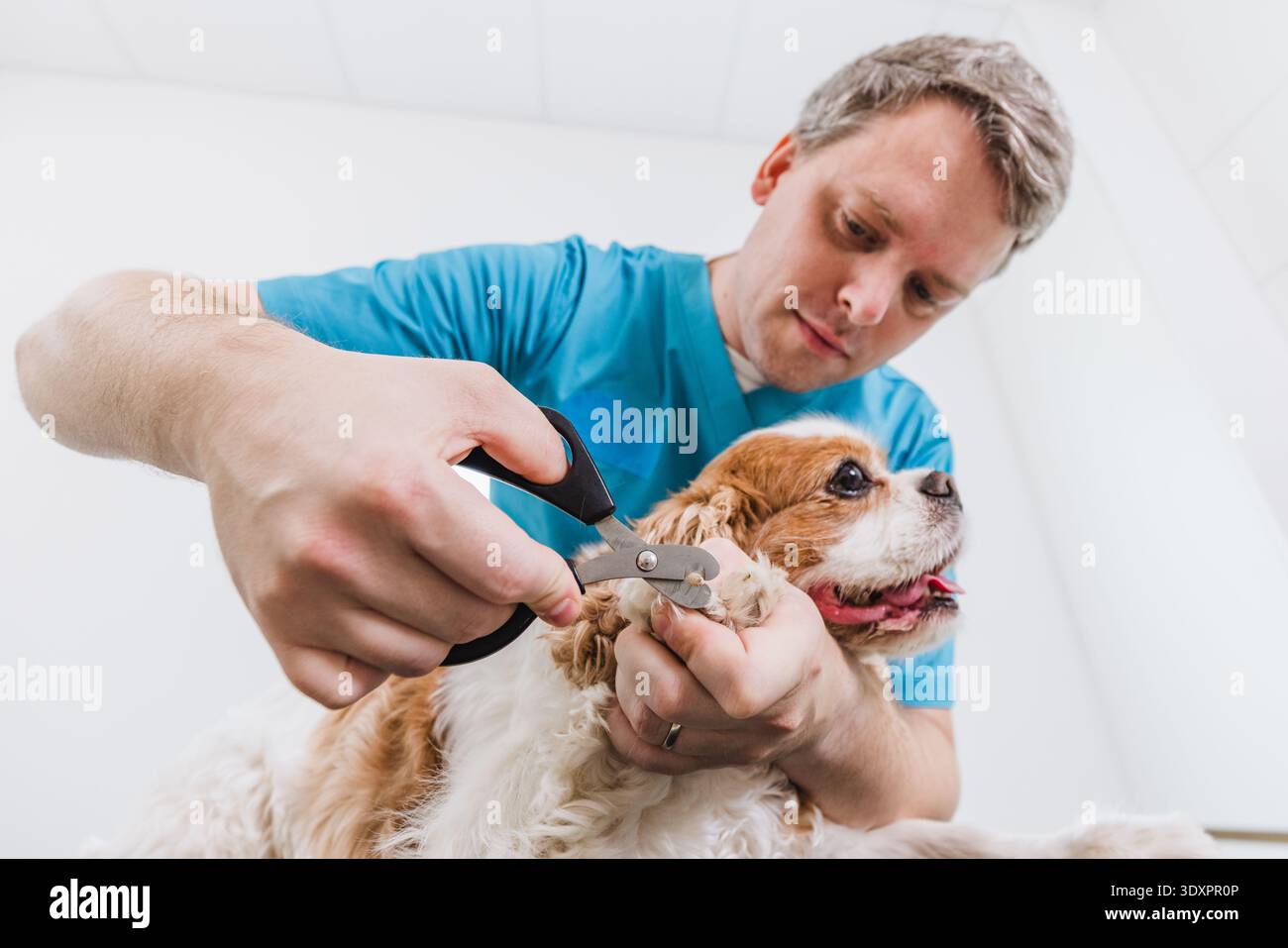 Veterinary vet tools -Fotos und -Bildmaterial in hoher Auflsung  Alamy