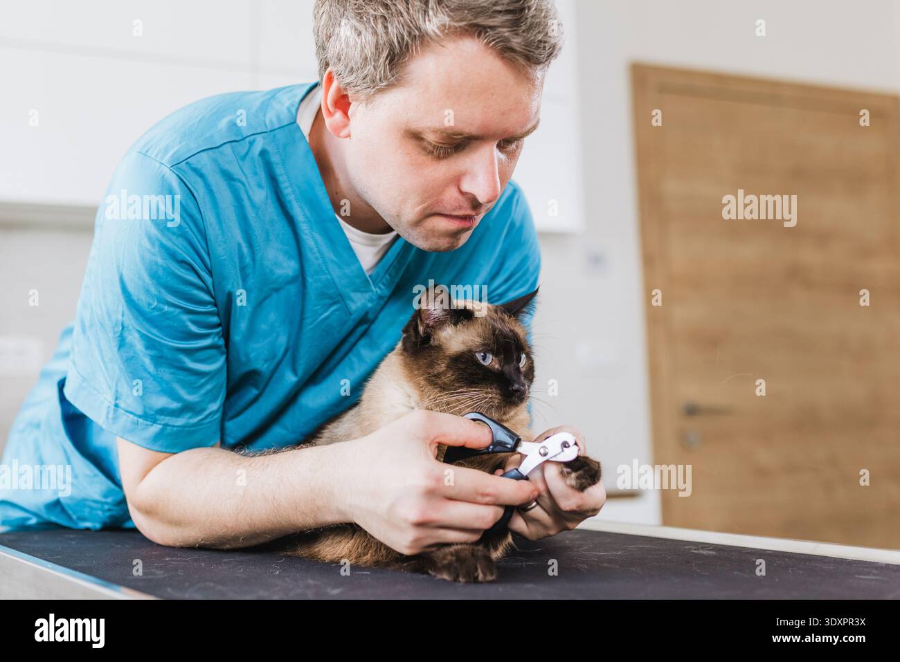 Tierarzt in Blue Scrubs Nagelbesatz an einer Hauskatze in einer Tierklinik. Stockfoto