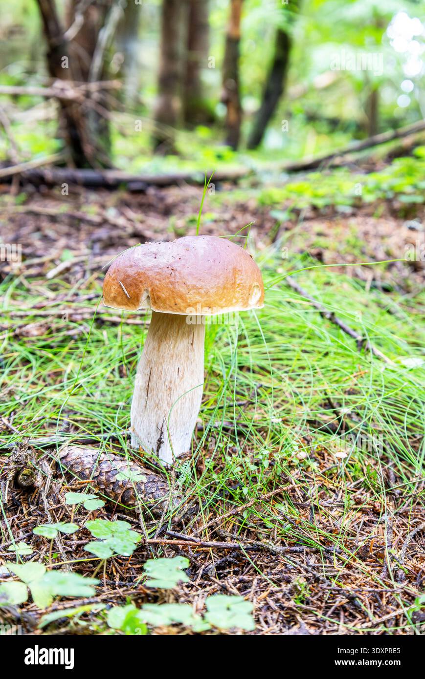 Waldpilz im grünen Gras Stockfoto