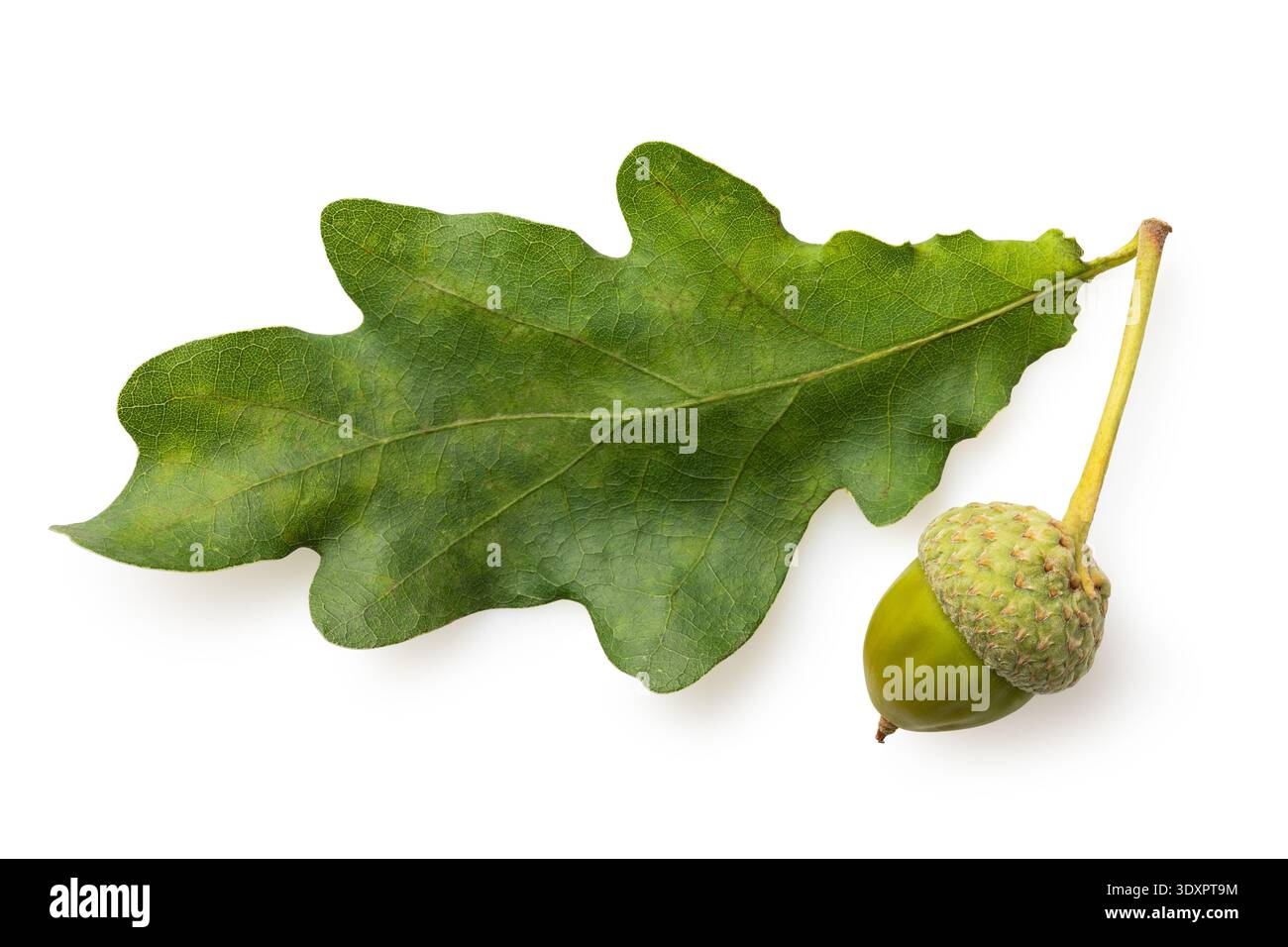 Grünes Eichenblatt mit einer einzelnen Eichel, isoliert auf weißem Hintergrund, Draufsicht Stockfoto