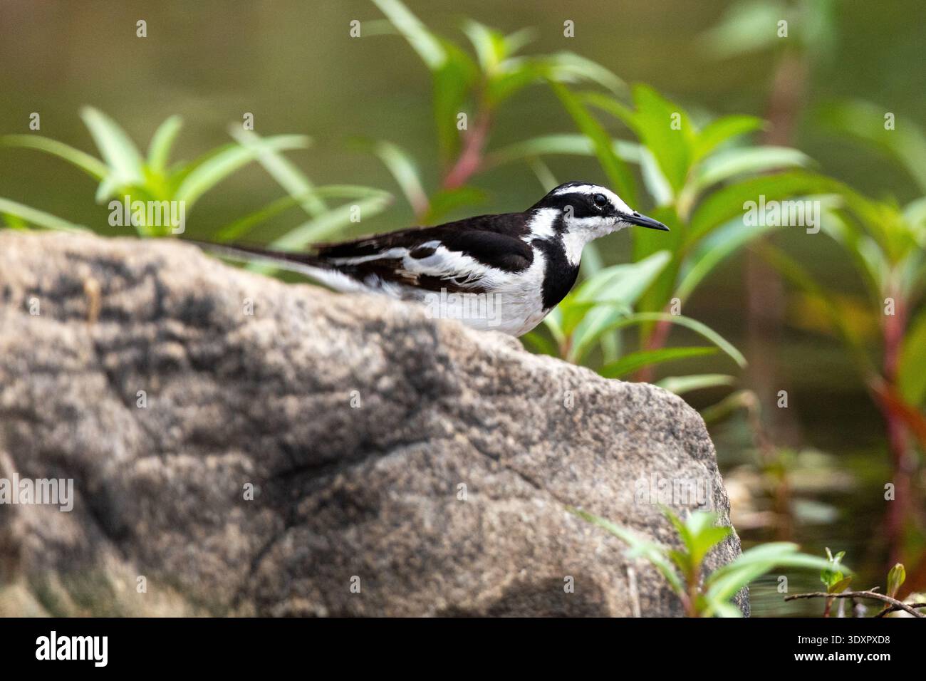 Nahaufnahme eines neugierigen afrikanischen Rattenbachels, der auf einem Felsen im Sambesi-Fluss in Victoria Falls, Simbabwe, steht Stockfoto