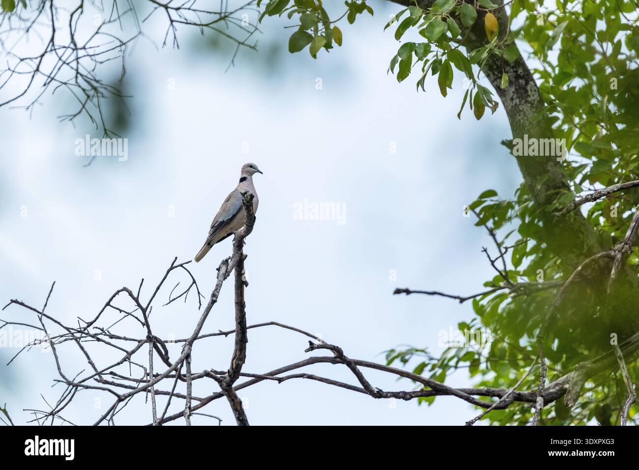 Ringhalstaube auf einem Baum an einem bewölkten Morgen in der Nähe der Victoria Falls, Simbabwe Stockfoto