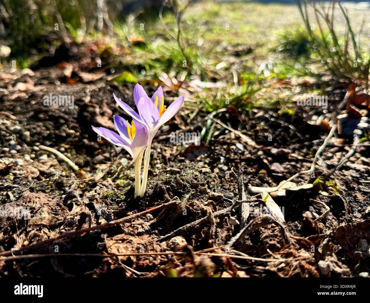 Nahaufnahme mit einem Crocus heuffelianus oder Crocus vernus Frühlingskrokus. Lila Blume blüht im Wald Stockfoto