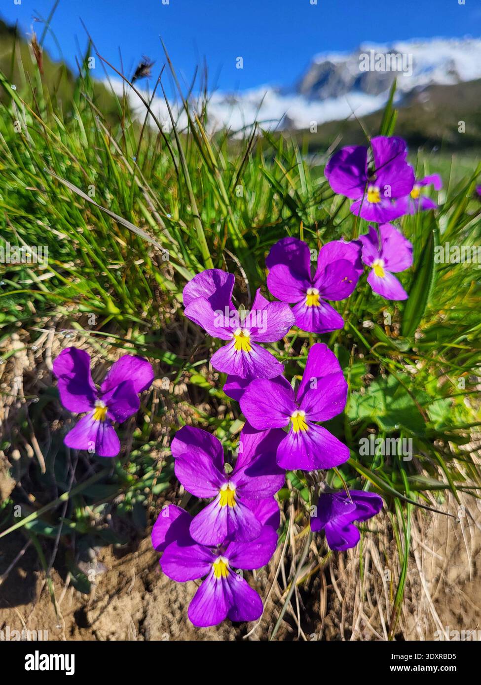 Frühling in den Schweizer Alpen mit einer leuchtenden Ansammlung von leuchtend violetten Blüten, die in frischem Alpengras und schneebedeckten Bergen blühen. Stockfoto