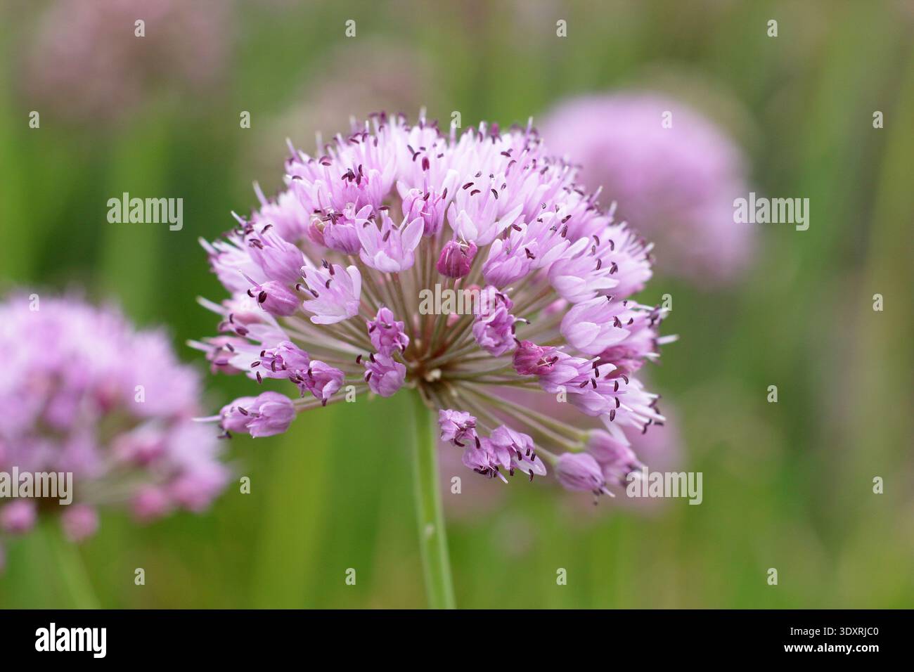 Allium nutans blühende Zwiebelblüten, Zierzwiebeln in einer Sommergartengrenze. Flachstieliger Knoblauch, sibirischer Schnittlauch. Blauer Schnittlauch. Allium tuberosum Stockfoto