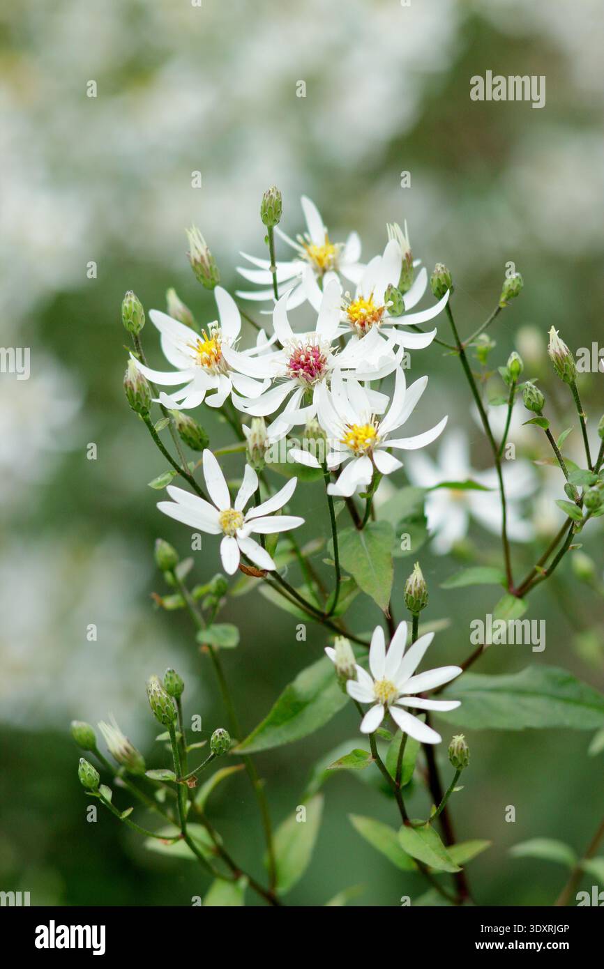 Eurybia divaricata. Aster aus weißem Holz. Auch Aster corymbosus und Aster divaricatus genannt Stockfoto