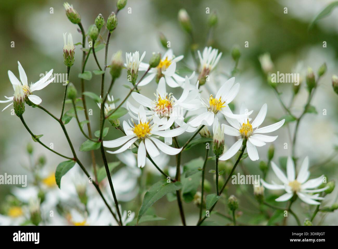 Eurybia divaricata. Aster aus weißem Holz. Auch Aster corymbosus und Aster divaricatus genannt Stockfoto