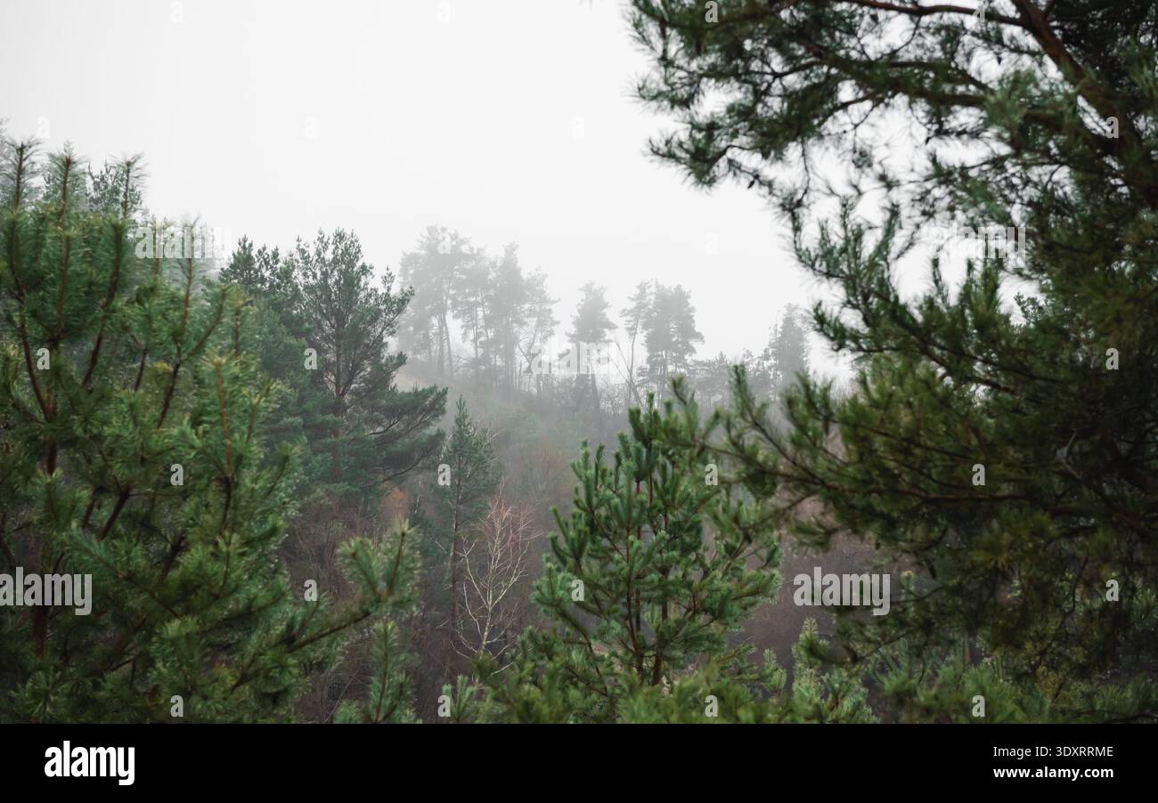 Moody Waldhügel in dickem Nebel. Ein nebeliger, atmosphärischer Blick auf einen Kiefernwald auf einem Hügel, eingerahmt von natürlichen Ästen. Stockfoto