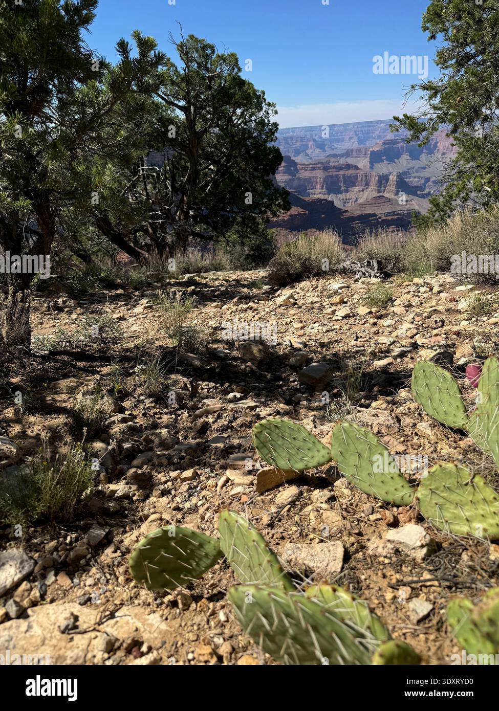 Kaktuskaktus und Wüstenvegetation im Vordergrund mit den Klippen des Grand Canyon im Hintergrund, Arizona, USA. - Smartphone-aufgenommenes Stockfoto