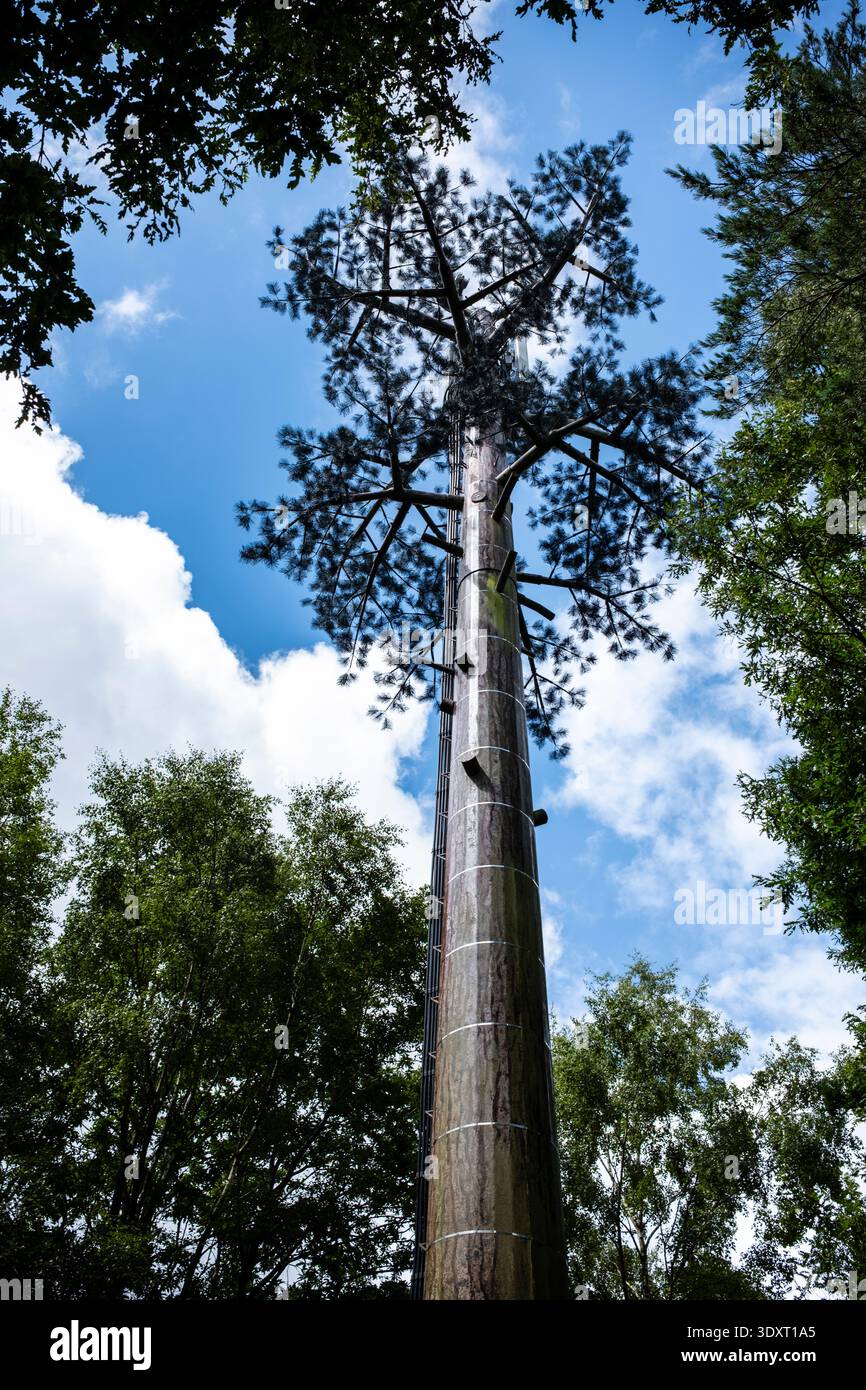 5G-Maske, die wie ein Baum, ein Handy oder ein Mobilmast aussieht, entworfen und getarnt als Baum in einem Wald Sussex Stockfoto