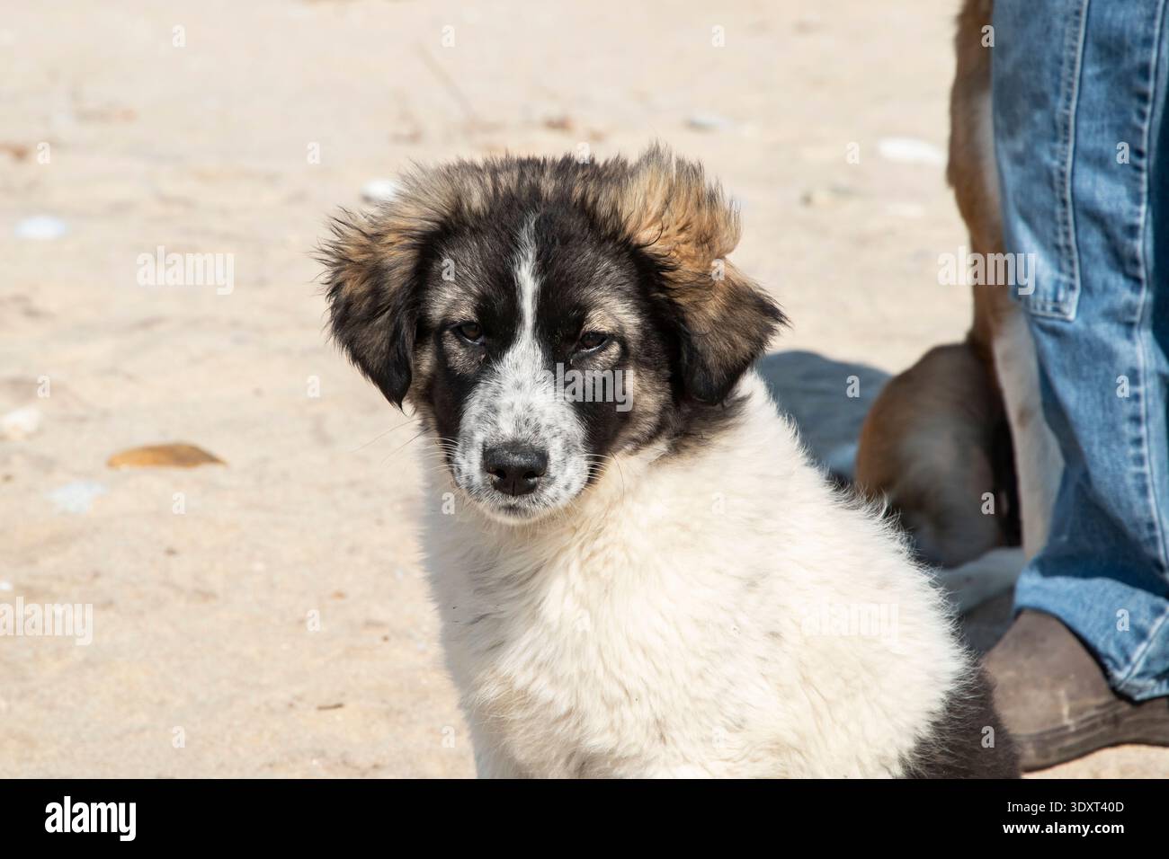 Neugieriger Mischlingshund, der neben dem Menschen am Sandstrand sitzt und Vertrauen, ruhige Gesellschaft und sanfte menschliche Tierbindung ausdrückt. Stockfoto