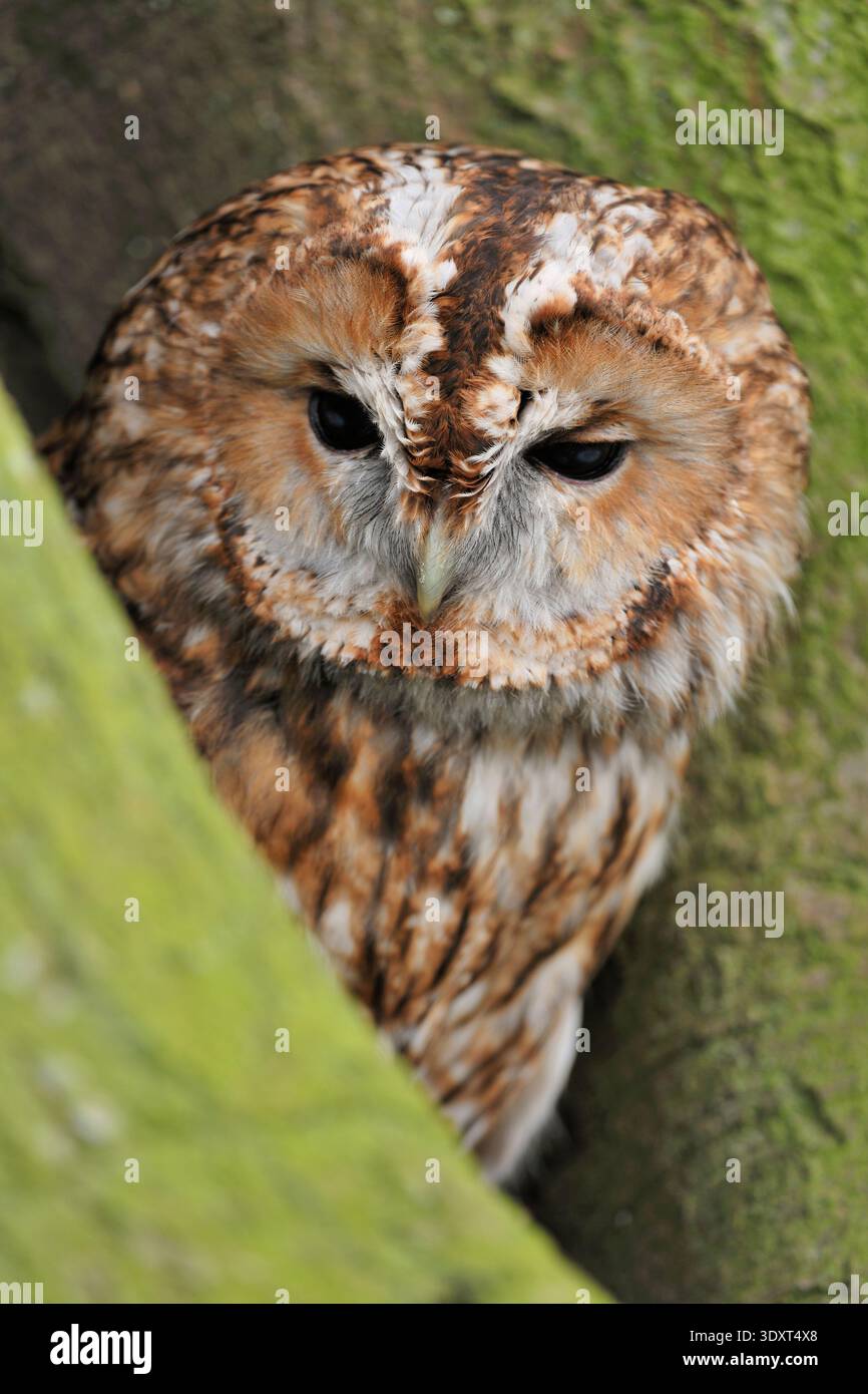 Tawny Owl (Strix aluco) Falknervogel auf dem Boden am Fuß eines Baumes, Fife, Schottland, April Stockfoto