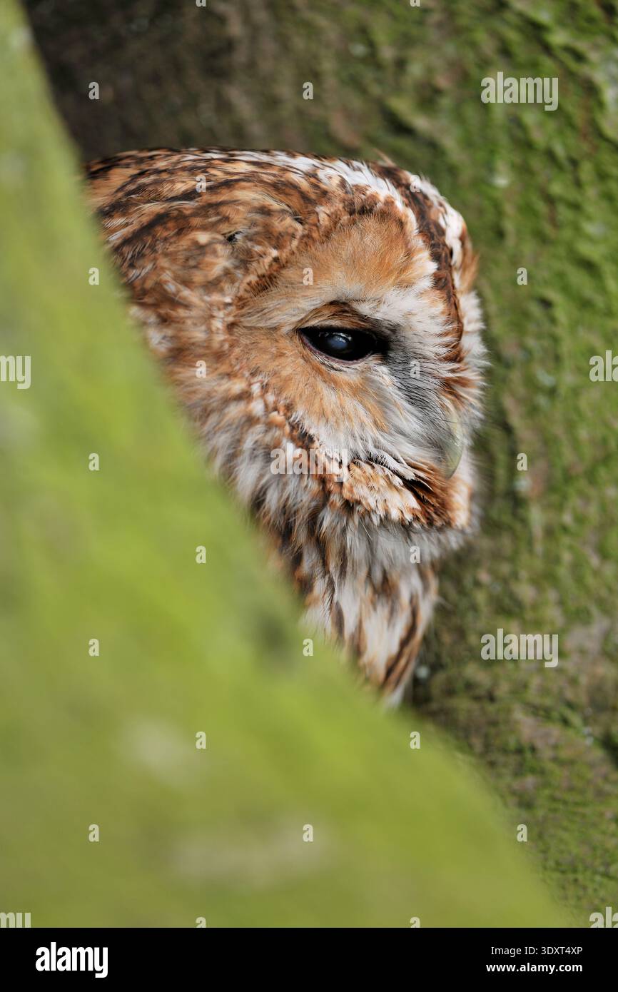 Tawny Owl (Strix aluco) Falknervogel auf dem Boden am Fuß eines Baumes, Fife, Schottland, April Stockfoto