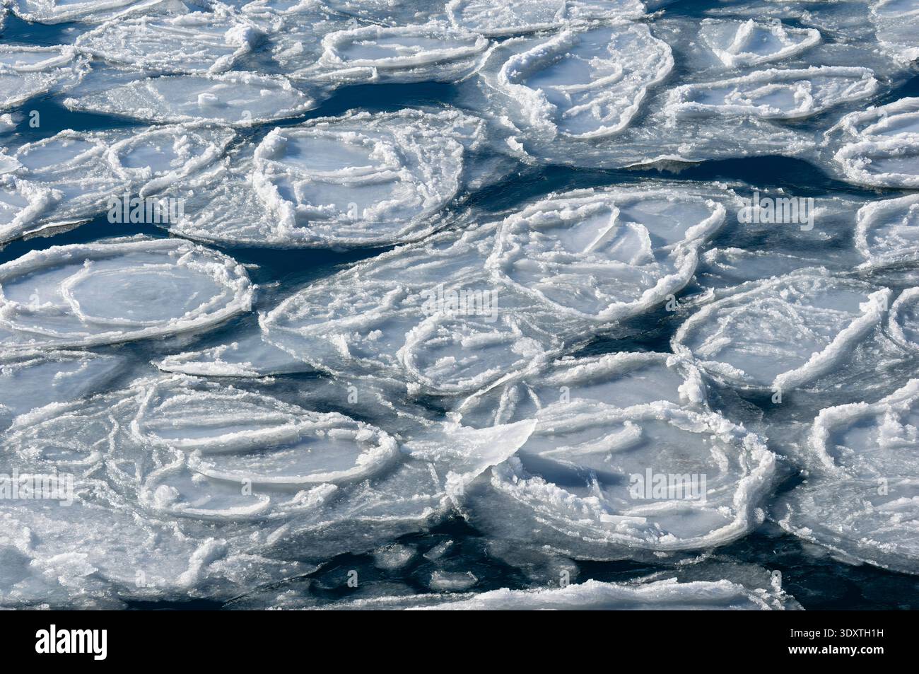 Pfannkucheneis im Homer Harbor im Südwesten Alaskas. Stockfoto