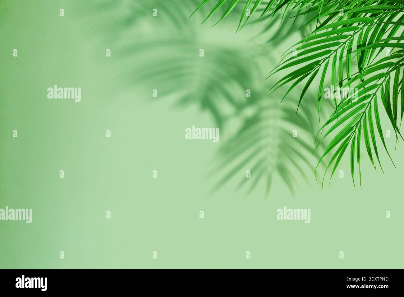 Palmblätter werfen Schatten auf hellgrünem Hintergrund Stockfoto