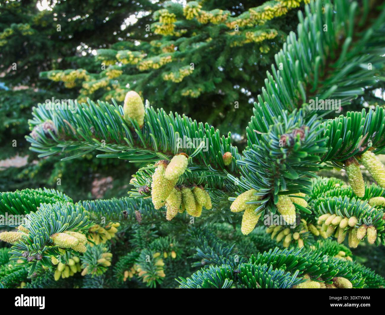 Nahaufnahme frischer gelber Fruchtkegel auf den Triebe der Edeltanne (Abies procera) vor einem unscharfen natürlichen Hintergrund. Stockfoto