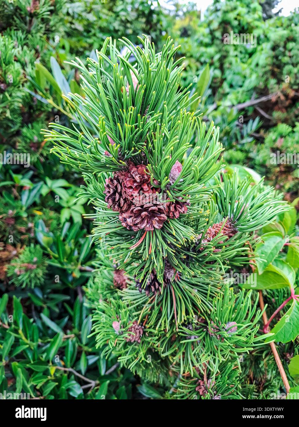 Nahaufnahme trockener Tannenzapfen in Clustern an den frischen Trieben der Schottenkiefer (lat: Pinus sylvestris). Stockfoto