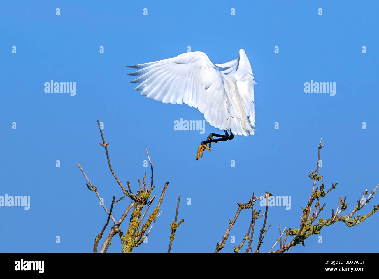 Kleiner Reiher (Egretta garzetta) im Flug, landete im späten Winter/frühen Frühling im Baum Stockfoto