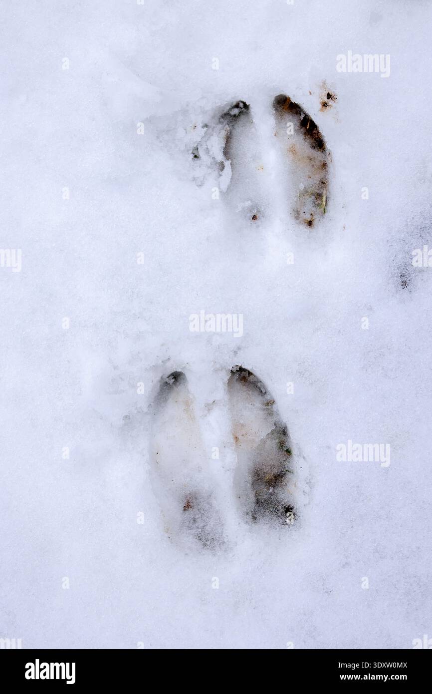 Rotwild (Cervus elaphus) Nahaufnahme von Fußspuren / Hufspuren / Spuren im Schnee im Winter Stockfoto
