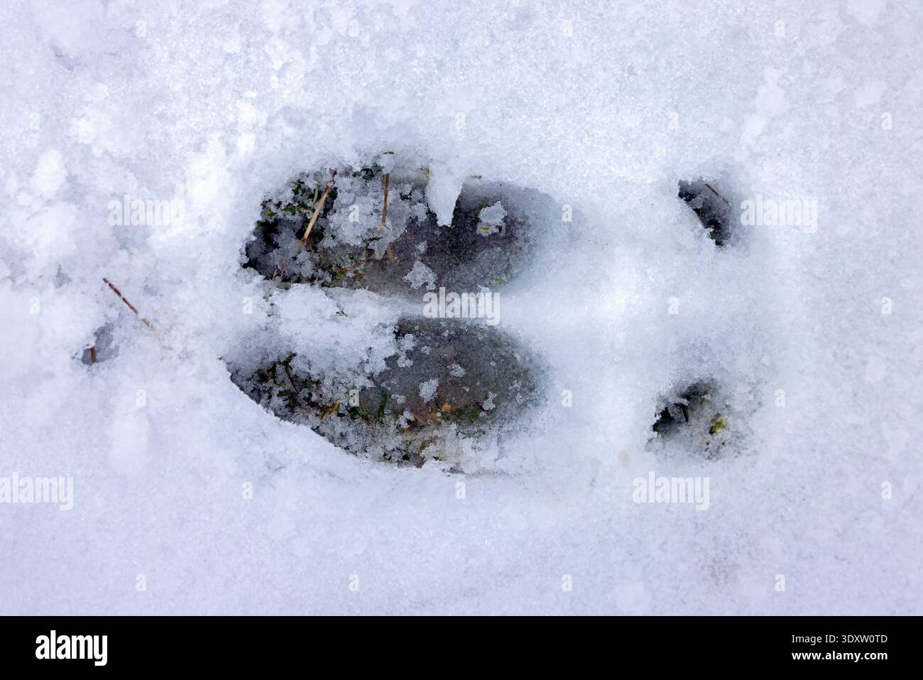 Rotwild (Cervus elaphus) Nahaufnahme von Fußabdruck / Hufabdruck / Spuren im schmelzenden Schnee während des Tauens im Spätwinter / frühen Frühling Stockfoto