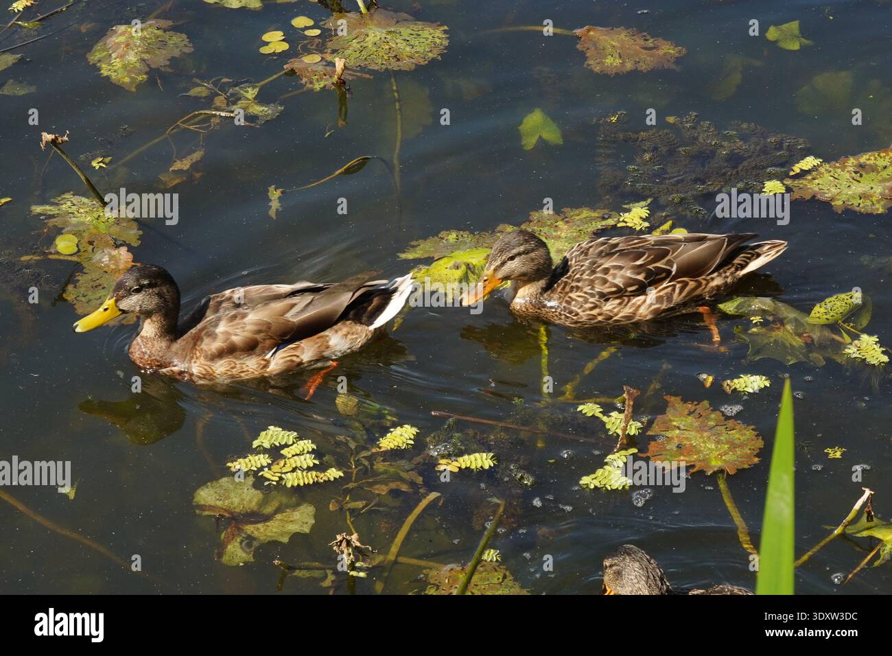 Eine Ente mit braunem und braunem Gefieder schwimmt in ruhigem Wasser, umgeben von grünen Schilf und Lilienpads. Die klare Oberfläche spiegelt den Vogel und die Vegetation wider, Stockfoto