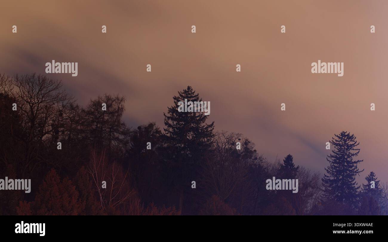 Silhouettenkiefern stehen stark vor einem weichen, diffusen Himmel und schaffen eine mystische und dramatische Naturlandschaft Stockfoto