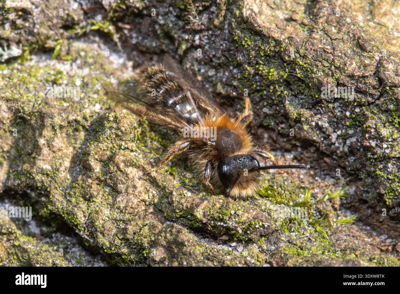 Andrena bicolor männlich (auch Gwynne's Mining Bee genannt), eine einsame Bergbaubienenart im März, England, Großbritannien Stockfoto