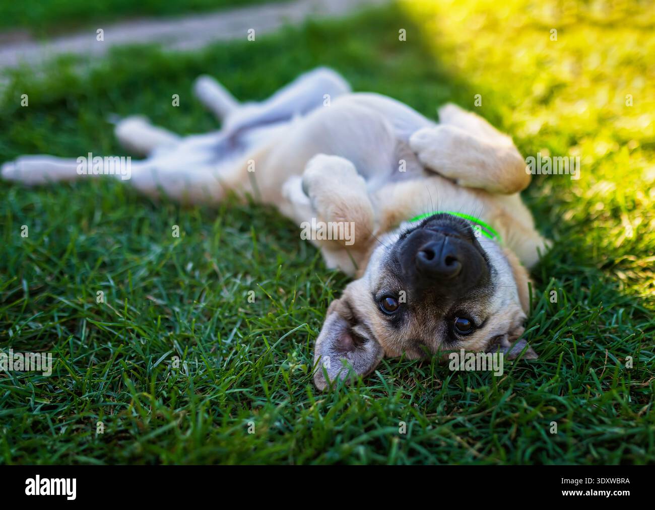 Ein niedlicher Hund liegt auf dem Rasen auf dem Rücken, mit seinen Pfoten unter ihm an einem sonnigen Sommertag Stockfoto