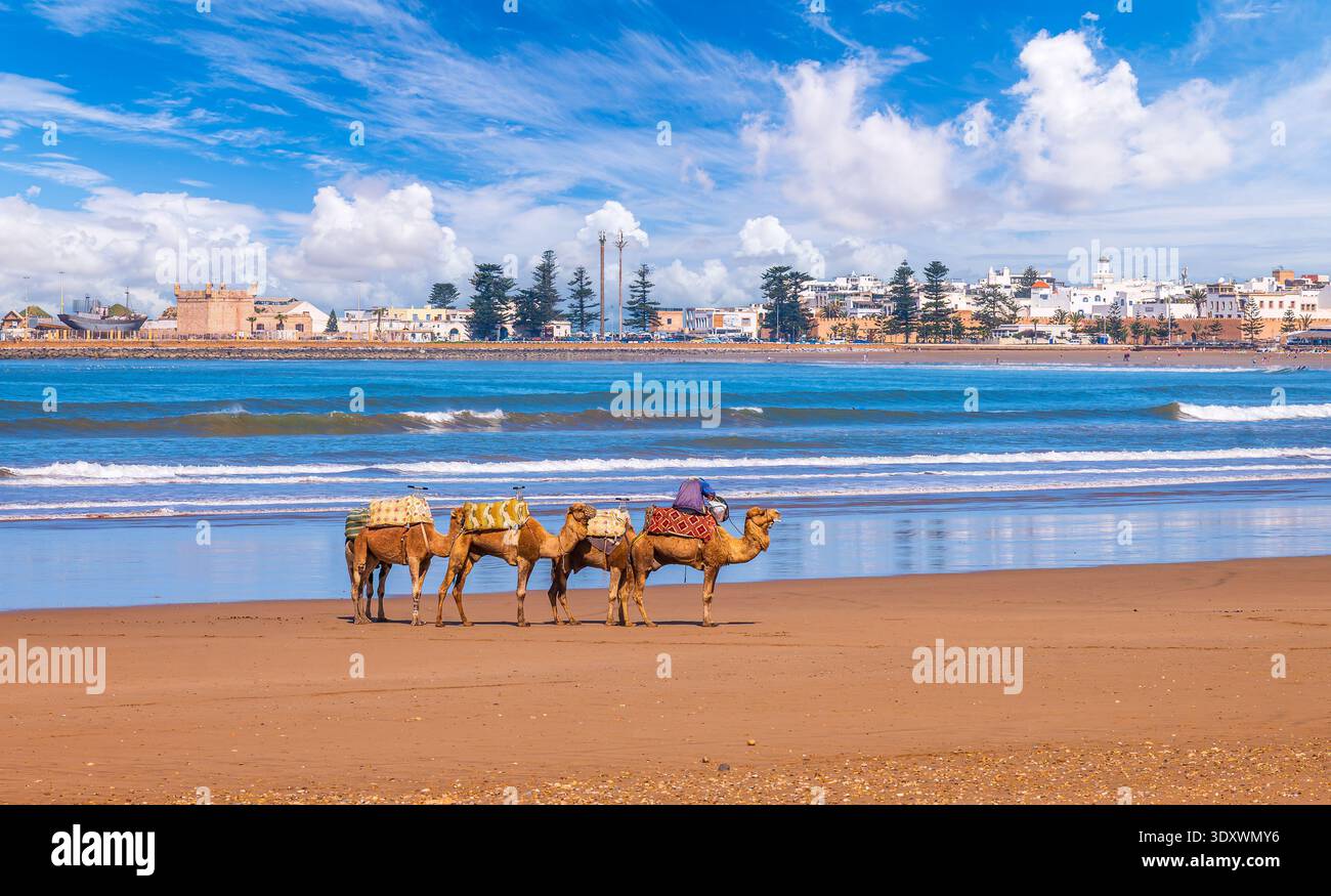 Kamele an Essaouiras Sandstrand am Atlantik mit der historischen weißen Stadtkulisse Marokko Stockfoto