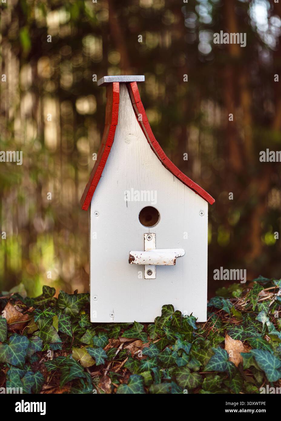 Dekoratives Vogelhaus aus Holz mit rotem Dach, das zwischen Efeublättern auf einem Waldboden steht. Natürlicher Waldhintergrund mit warmem Licht und weichem Bokeh. Stockfoto