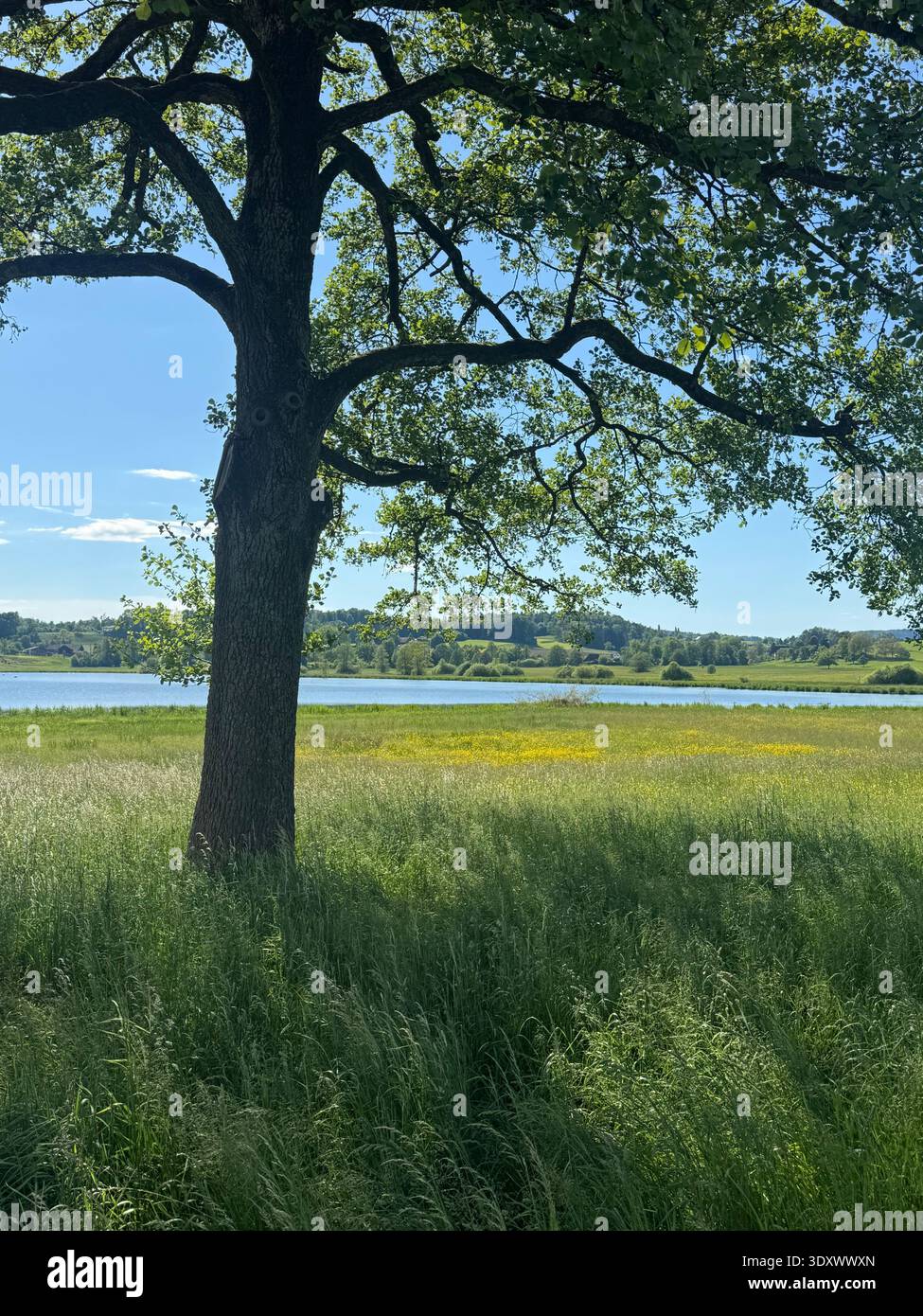 Großer Baum an einem ruhigen See mit Wiese und blauem Himmel, ruhige Sommerlandschaft in der Schweizer Landschaft. - Smartphone-aufgenommenes Stockfoto