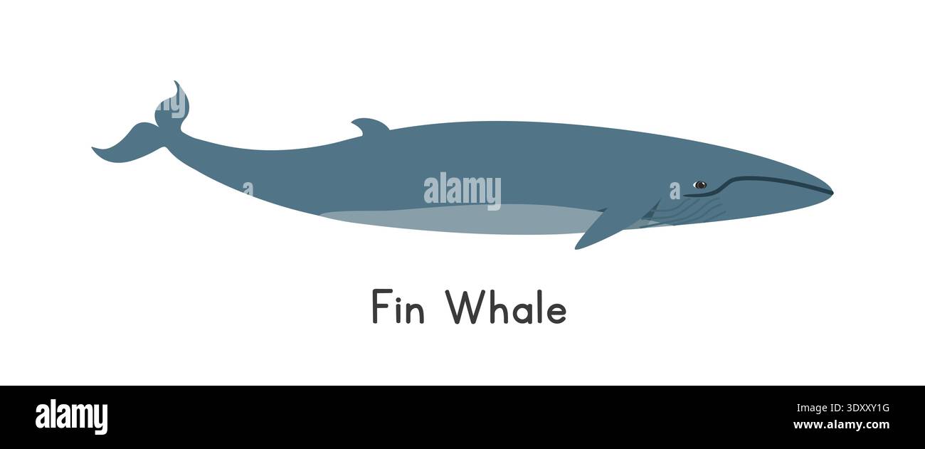 Flossenwal-Vektor-Illustration. Niedlicher Finnwal-Comic-Clipart, Tier im flachen Stil. Meerestiere, Unterwassertiere, Meerestiere, Meereslebewesen Stock Vektor