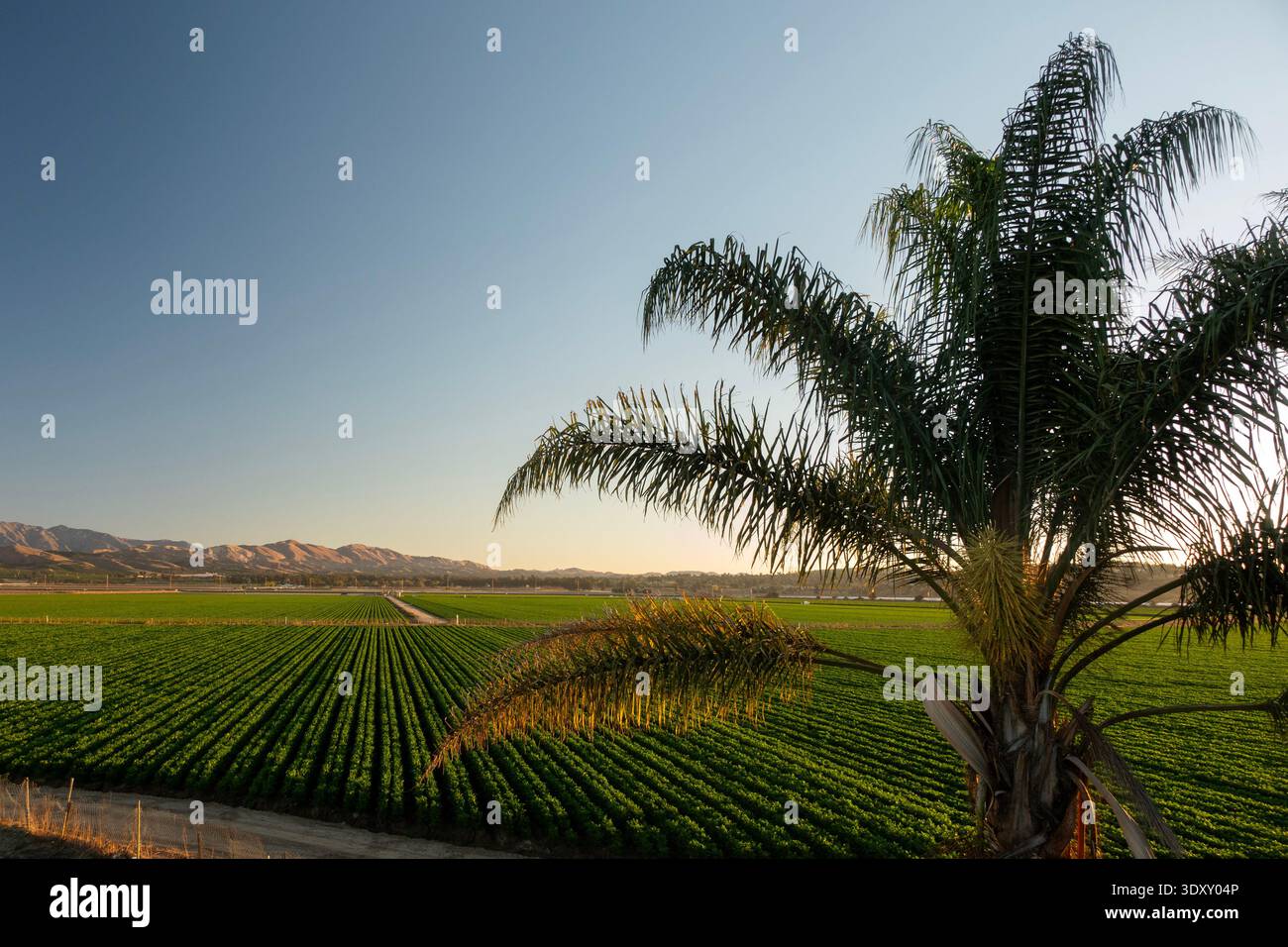 Palmen und Reihen von Kulturen wachsen im fruchtbaren Ventura County, Kalifornien Stockfoto