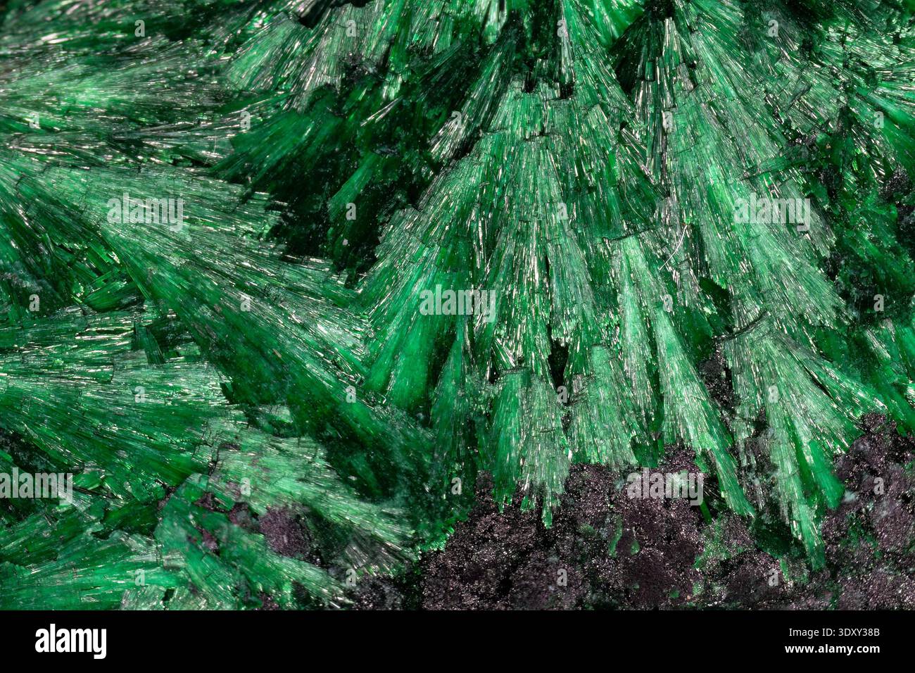Nahaufnahme, fibröse Malachitprobe, aus Kongo, Afrika. Seidige, haarartige Kristalle zeigen eine leuchtende smaragdgrüne Farbe. Stockfoto