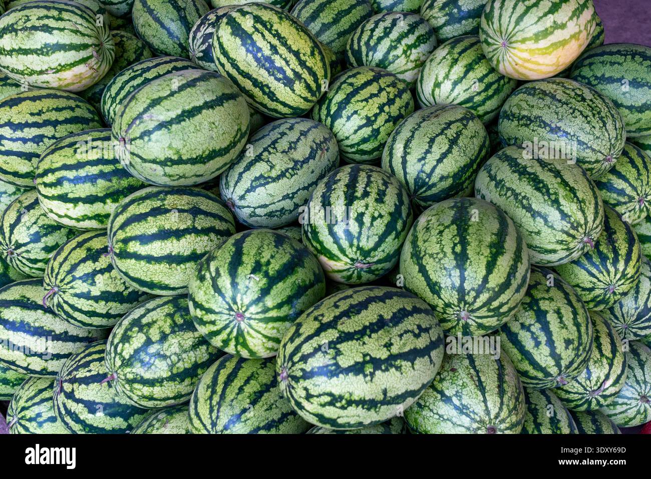 Frische Bio-Wassermelonen auf einem lokalen Markt. Blick von oben auf viele reife grün gestreifte Wassermelonen in einem Haufen.Sommerernte: Stockfoto