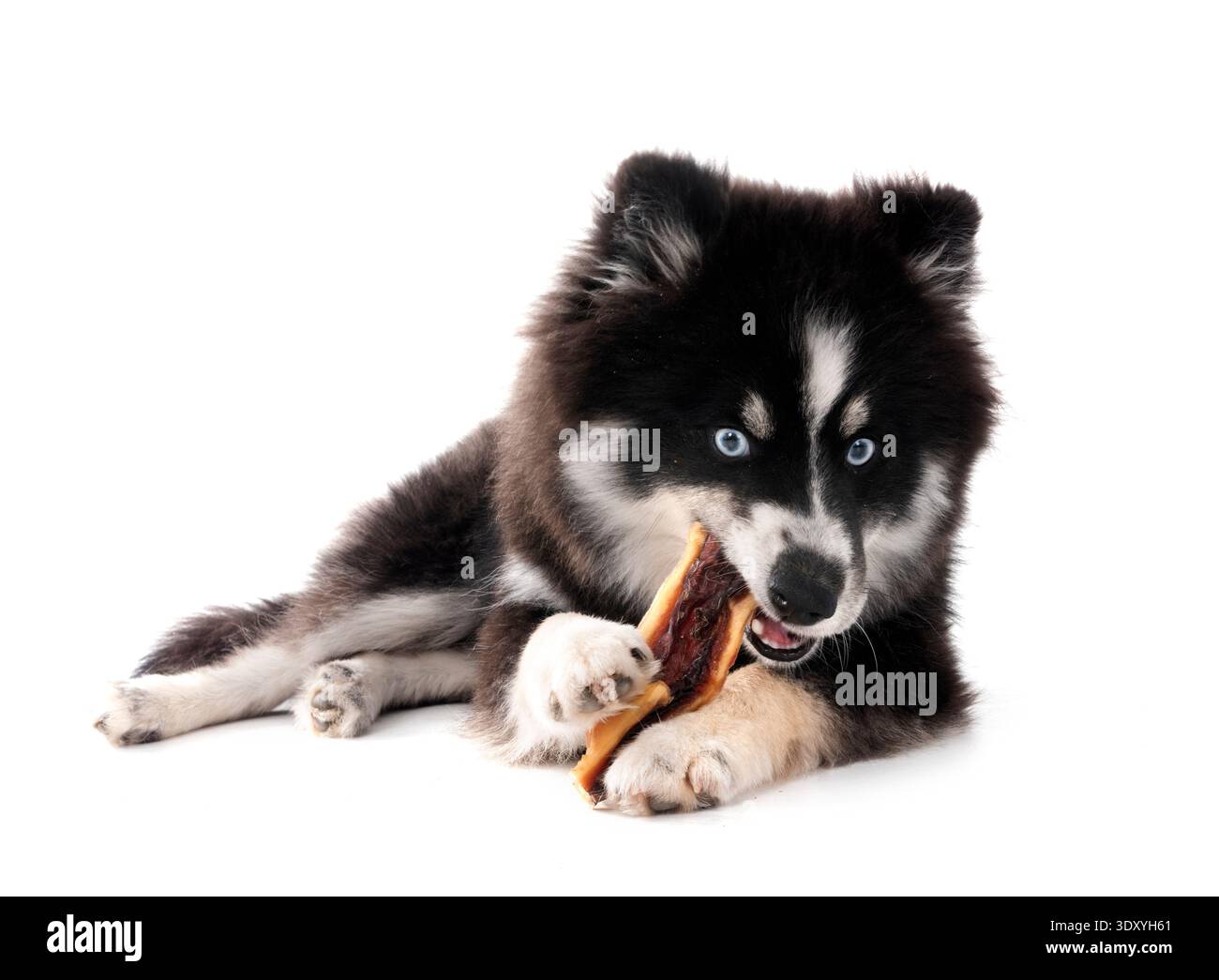 Bild eines Pomhimmels vor weißem Hintergrund Stockfoto