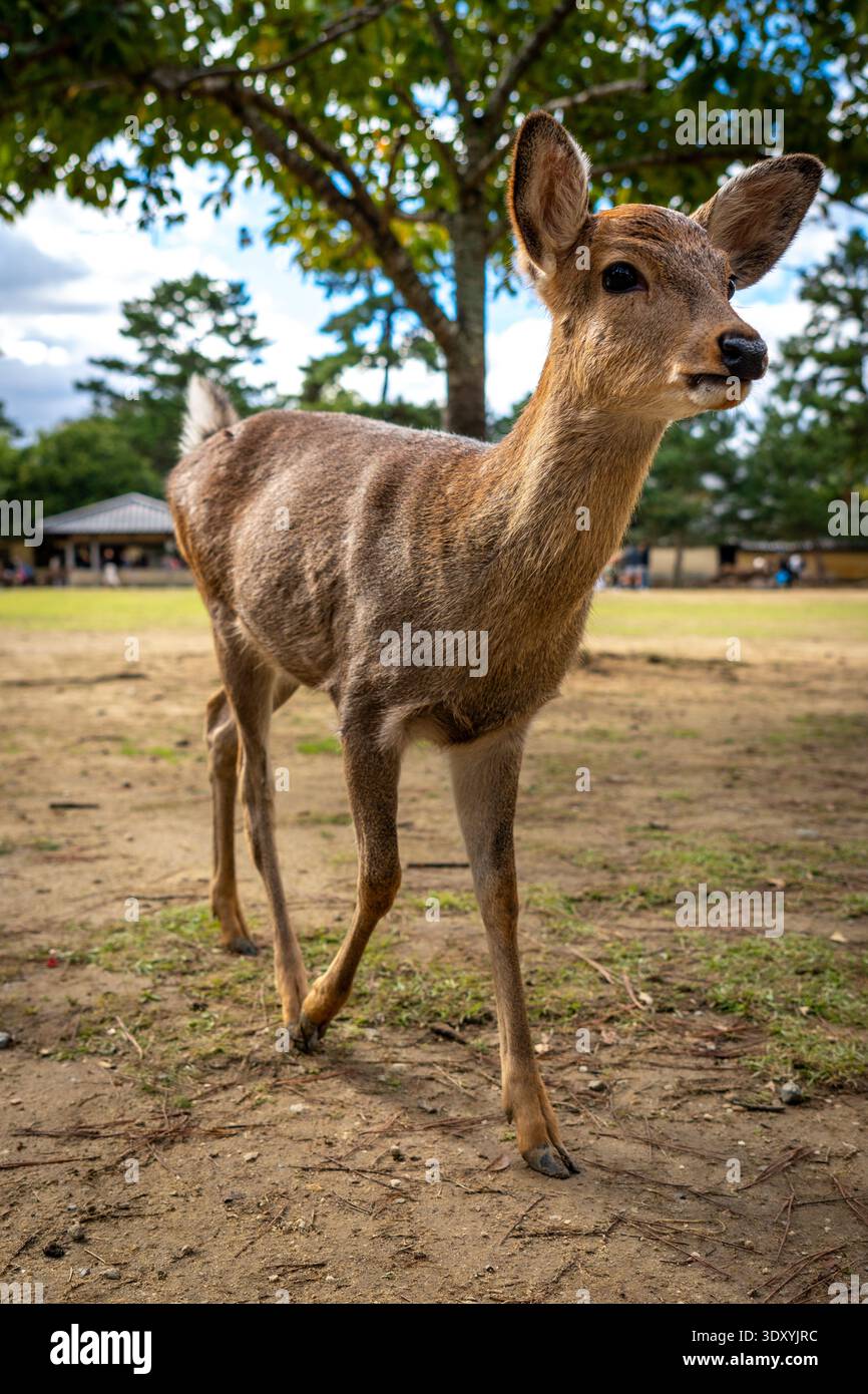 Ganzkörperporträt des jungen weiblichen Sika-Hirsches, der im Nara Park Japan spaziert Stockfoto