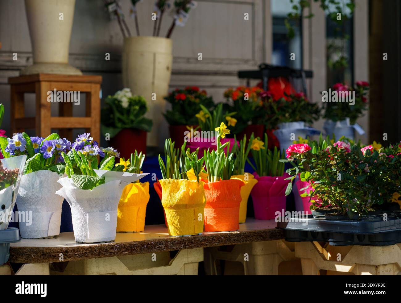Verschiedene blühende Pflanzen in lebendigen Töpfen. Gartenarbeit, saisonaler Verkauf, städtischer Blumenladen und Frühjahrskonzept. Stockfoto