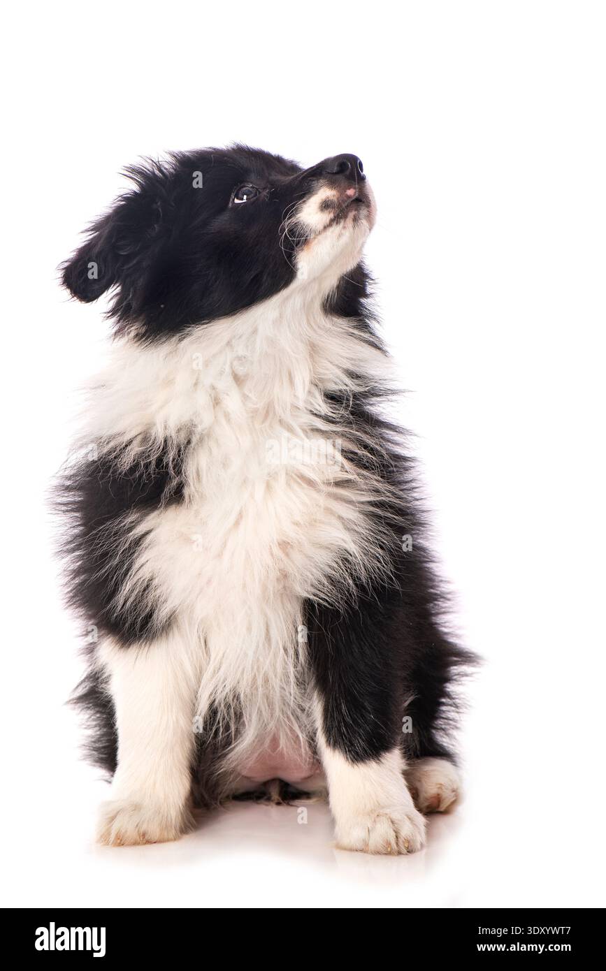 Border Collie Welpen sitzen auf weißem Hintergrund Stockfoto