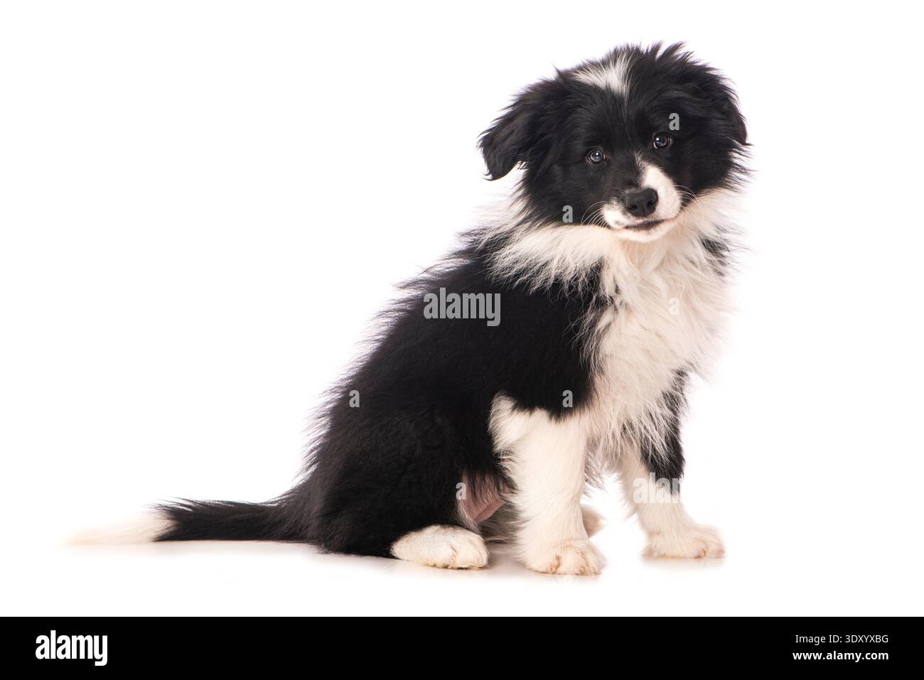 Border Collie Welpen sitzen auf weißem Hintergrund Stockfoto