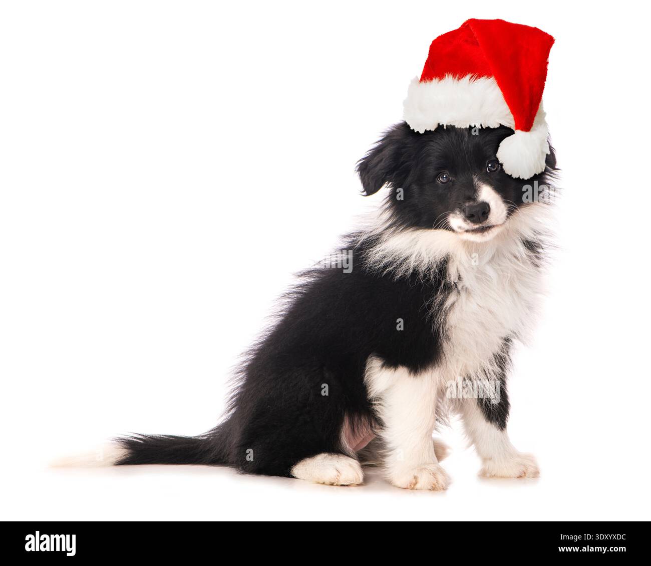 Border Collie Welpen sitzen auf weißem Hintergrund Stockfoto