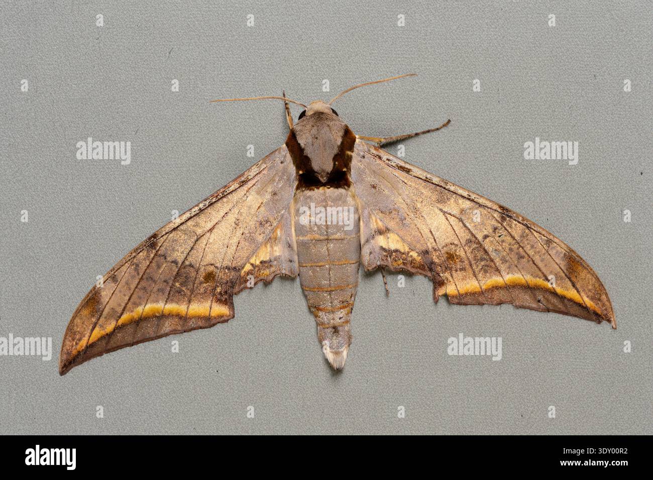 Gewöhnliches Gliding Hawkmoth - Ambulyx sericeipennis - mit markanten braunen und gelben Flügelmarkierungen auf einer grauen Oberfläche Stockfoto