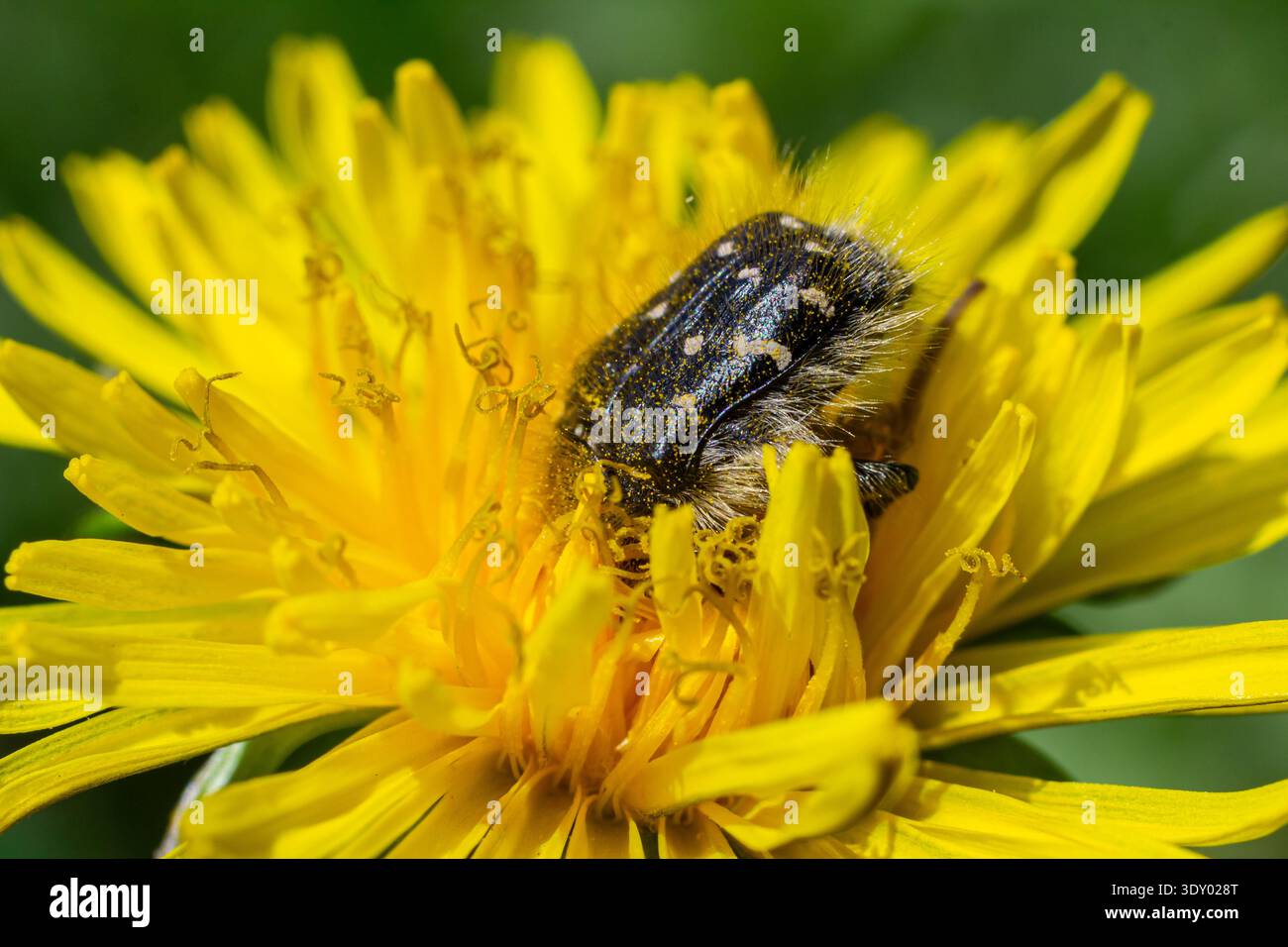 Der kleine haarige Rosenkäfer Epicometis hirta ernährt sich von gelben Löwenzahnblüten im sonnigen Garten während des Frühlingsnachmittags. Stockfoto