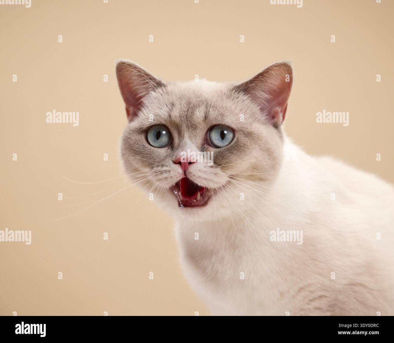 Katze sitzt mit offenem Mund in Richtung Kamera. Siamesische Rasse mit blauen Augen und weißem Fell steht vor beigefarbenem Hintergrund. Stockfoto