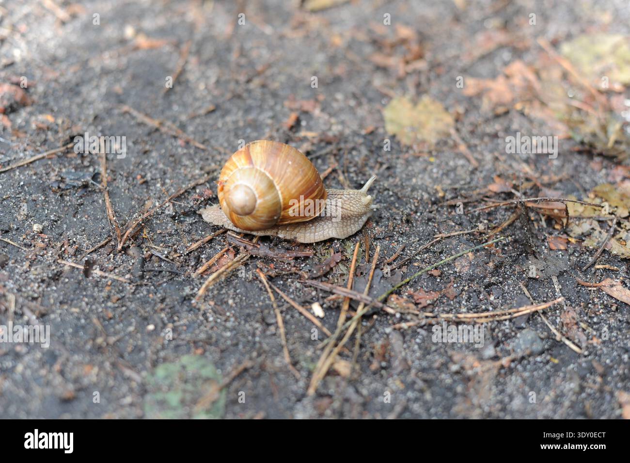 Helix pomatia Schnecke (römische Schnecke, Burgunderschnecke, Ecargot) krabbelt auf einem Waldweg in den Wäldern Stockfoto